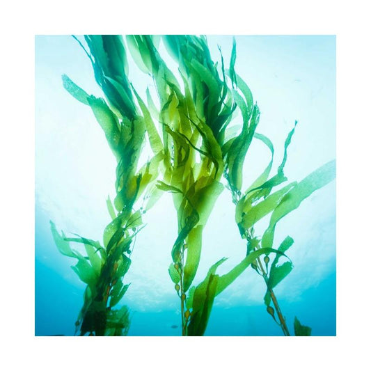 Lubricant Nu Algue 150 ml - UABDSM